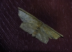 Phalacra vidhisara