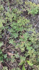 Potentilla tobolensis