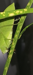 Phyllopterini