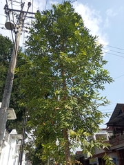 Agathis dammara