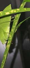 Phyllopterini