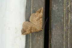 Blasticorhinus ussuriensis