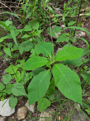 Euphorbia heterophylla