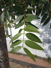 Agathis dammara