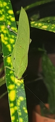 Phyllopterini