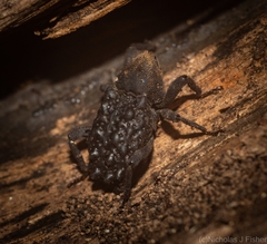 Poropterus variabilis