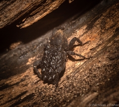 Poropterus variabilis