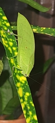 Phyllopterini