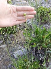 Cephalaria coriacea