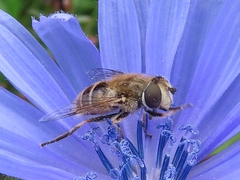 Eristalis abusiva
