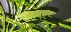 Phyllopterini