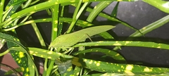 Phyllopterini