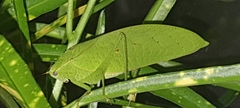 Phyllopterini
