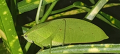 Phyllopterini