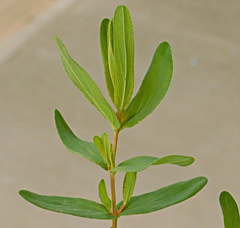 Hypericum elegans