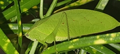Phyllopterini