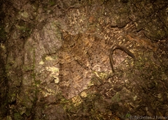 Polyclysta hypogrammata