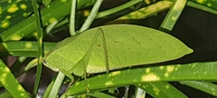 Phyllopterini