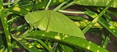 Phyllopterini