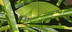 Phyllopterini