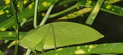 Phyllopterini