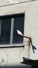Columba livia domestica