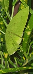Phyllopterini
