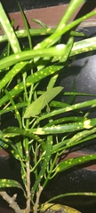 Phyllopterini