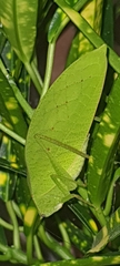 Phyllopterini