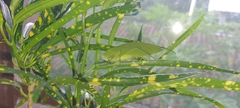 Phyllopterini