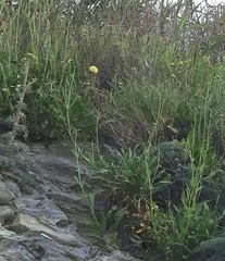 Cephalaria coriacea