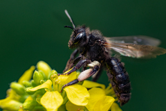 Andrena pilipes