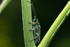 Phytoecia caerulea