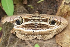 Spirama helicina
