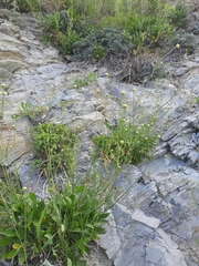 Cephalaria coriacea