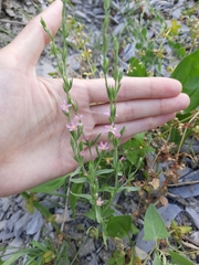 Schenkia spicata