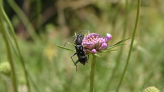 Chlorophorus figuratus