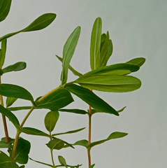 Hypericum elegans