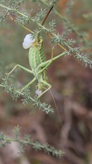 Ephippiger apulus apulus