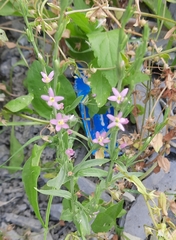 Schenkia spicata