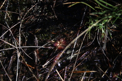 Drosera trinervia
