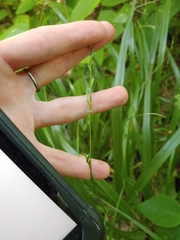 Diarrhena obovata