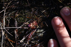 Drosera trinervia