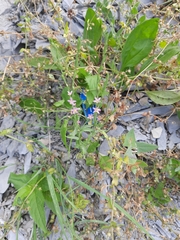 Schenkia spicata