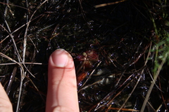 Drosera trinervia