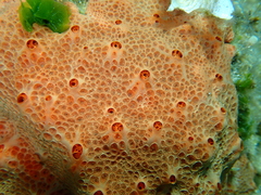 Hemimycale columella