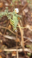 Ephippiger apulus apulus