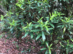 Daphne arisanensis