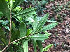 Daphne arisanensis