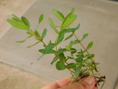 Hypericum elegans